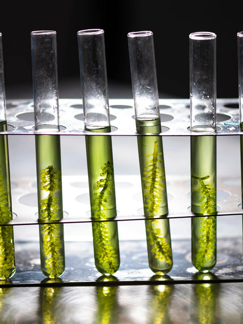 Marine Algae in Dermatological Research: Bioactive Compounds and Skin Biology XAGE