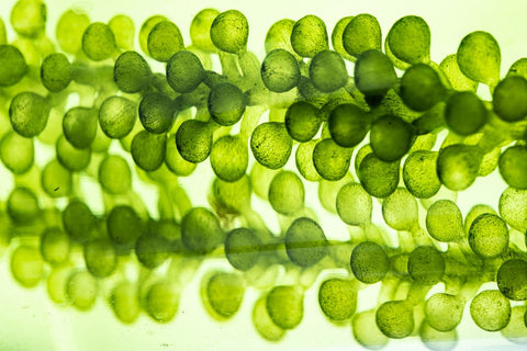 Alteromonas Ferment Extract