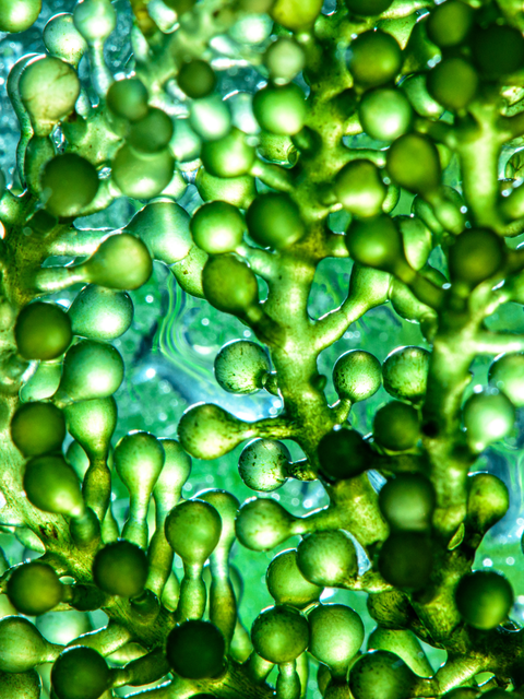 Close-up of green algae, main ingredient for hydration and skin barrier support.