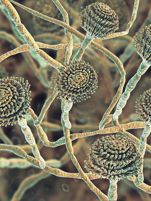 Aspergillus fungus under microscope, concern: skin health, main ingredient: bioactive fungi, no packaging shown