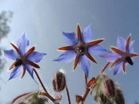 Borago Officinalis (Borage) Seed Oil