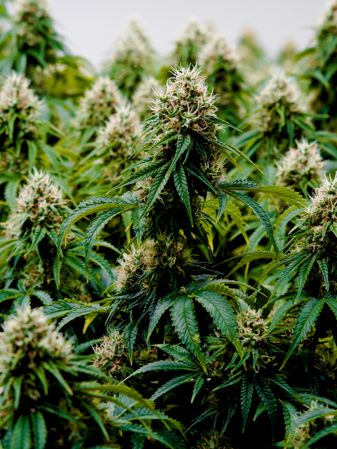 Cannabis plant with dense green leaves and flowering buds, main ingredient focus, no packaging shown.