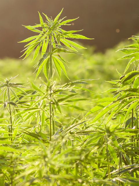 Close-up of hemp plant, main ingredient for skincare, green leaves, outdoor setting.