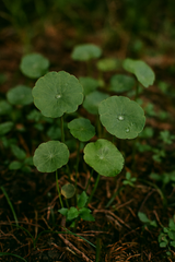 CENTELLA ASIATICA