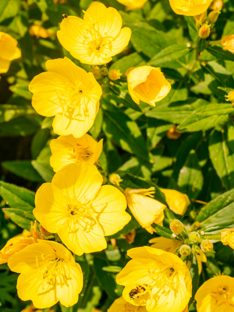 Evening primrose flowers, main ingredient for skincare, vibrant yellow petals