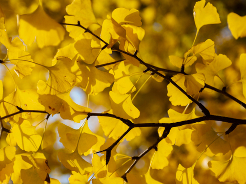 Ginkgo leaves main ingredient for skincare, yellow foliage, antioxidant botanical