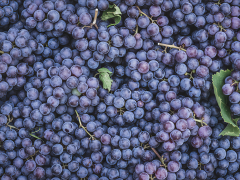 Fresh purple grapes, antioxidant-rich, grape extract, natural botanical skincare ingredient