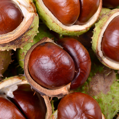Aesculus Hippocastanum (Horse Chestnut) Extract
