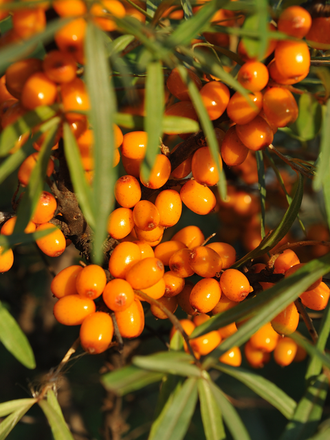 Sea buckthorn berries on branch, main ingredient for hydration and skin resilience
