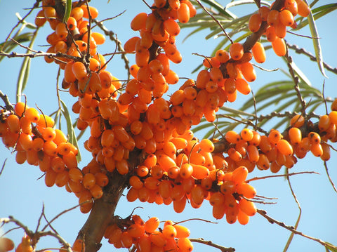 Hippophae Rhamnoides (Sea Buckthorn) Fruit Oil