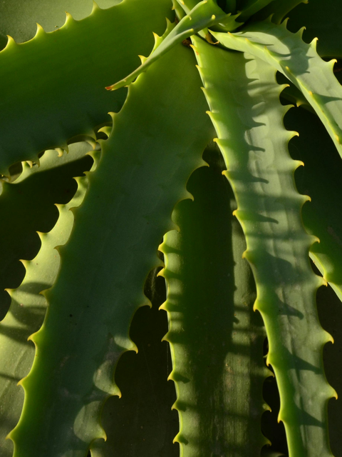 Aloe Barbadensis Leaf Juice