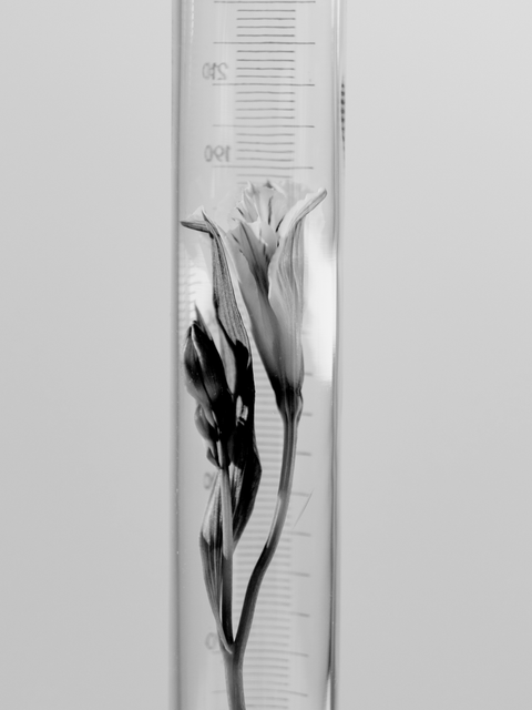 Botanical stem in glass lab tube, symbolizing natural skincare ingredient extraction