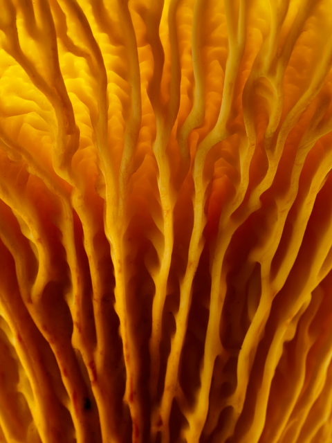 Golden chanterelle mushroom, focus on gills, main ingredient for skin hydration concern, no packaging visible.