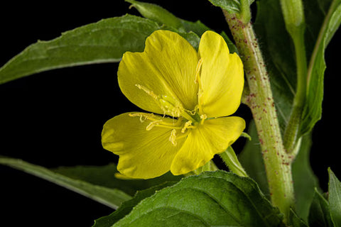 Evening Primrose Oil