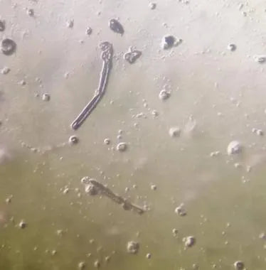 Lactobacillus Ferment Lysate