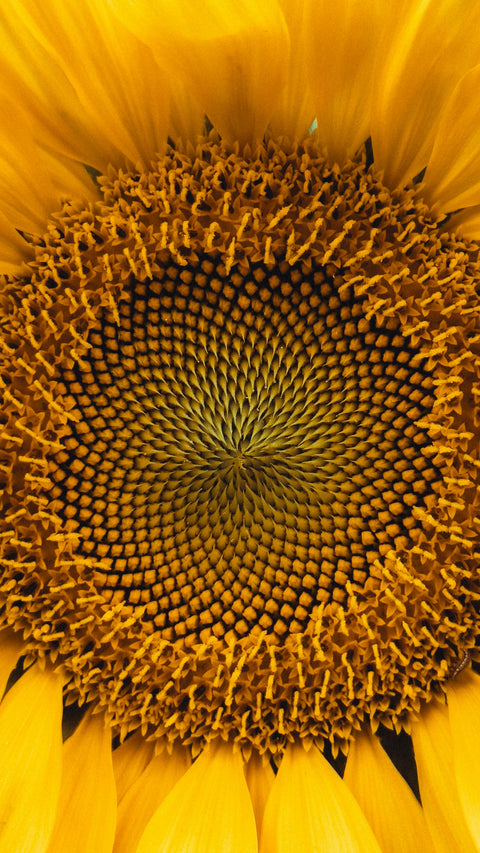 Helianthus Annuus (Sunflower) Seed Oil