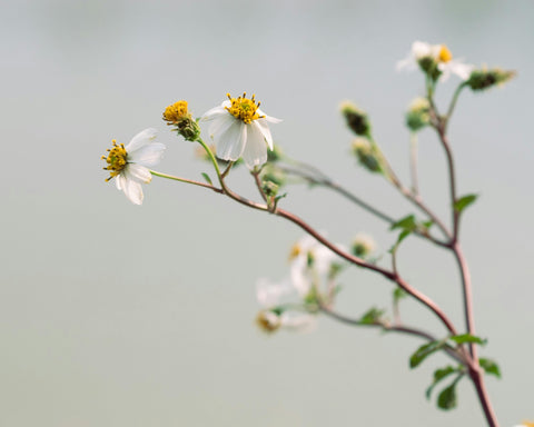 Bidens Pilosa Extract