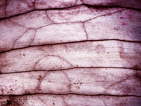 Close-up plant cell structure, botanical skin care inspiration, no packaging shown