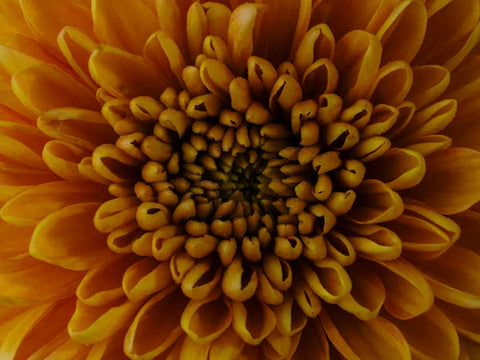 Helianthus Annuus (Sunflower) Seed Oil